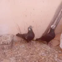کبوتر