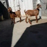 بزغاله نرپاکستانی نصل ۲قلو بره ماده بختیاری|حیوانات مزرعه|مشهد, توس (بلوار توس)|دیوار