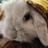 خرگوش مینی لوپی