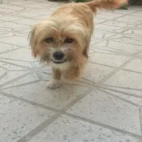 گمشده شما نیست واگذاری رایگان