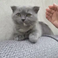 گربه اسکاتیش فولد شورت هیر ماده