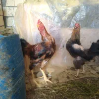 خروس لاری مرغ لاری نیمچه|حیوانات مزرعه|تربتحیدریه, حسنی بالا|دیوار