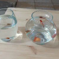 تعداد ۶۰ عدد تنگ ماهی یکجا بفروش میرسد