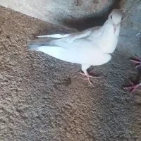 کفتر آلمانی|پرنده|اسلامیه, |دیوار