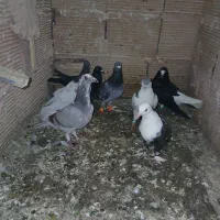 ۷ تا کفتر پرشی
