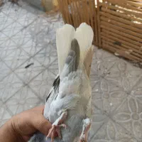 سوسنی دم سفید ماده|پرنده|شیراز, اصلاح‌نژاد|دیوار