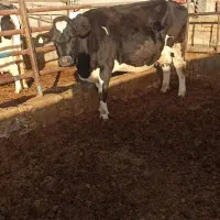 گاو با گوساله، بدون گوساله