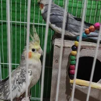 یک جفت عروس هلندی