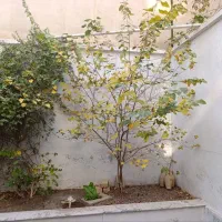 واحد مسکونی115متربعلاوه 35متر حیاط