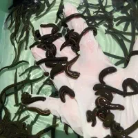 زالو طبی درمانی با گیرایی بالا (تضمینی)