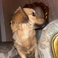 اشپبتز پیکینیز ماده