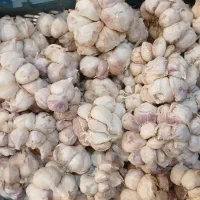 سیر تازه