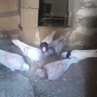 کبوتر