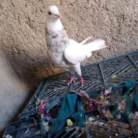 طوقی معاوضه ای|پرنده|دهدشت, |دیوار