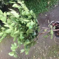 گل یاس گلدان ۳/۵|گل و گیاه طبیعی|واجارگاه, |دیوار