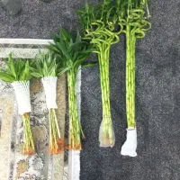 انواع بامبو پاچیرا گیاه پول و بنسای جنسینگ