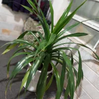 گل بزرگ پاندانوس