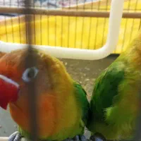 کوتوله برزیلی بالغ