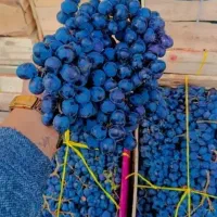 انگورسیاه دیم سردشت کردستان