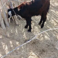 فروش بزغاله|حیوانات مزرعه|دشتیاری, |دیوار