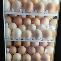 تـبـدیـل تـخـم مـرغ بـه جـوجـه