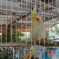 فروش یک عدد عروس هلندی