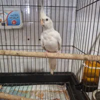 عروس آلبینو