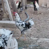 خروس چهل تاج زیبا