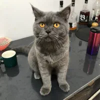 نیازمند گربه بریتیش ماده جهت جفت گیری