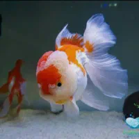 اکواریوم آنجل