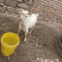 سانن|حیوانات مزرعه|نیشابور, مازول|دیوار