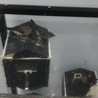 فنچ توت فرنگی|پرنده|اسلامشهر, شهرک جانبازان|دیوار