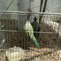 طوطی کوتوله برزیلی مولد ملنگو جفت وتکی