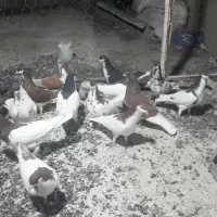 ۱۴کفترشهری پرشی