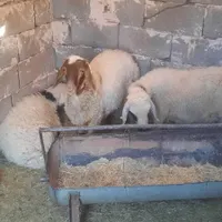 بره نر .میش بره ماده  بز پاکستانی راور|حیوانات مزرعه|کرمان, |دیوار