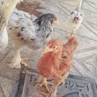 مرغ و خروس برهما|حیوانات مزرعه|مشهد, کوشک مهدی|دیوار