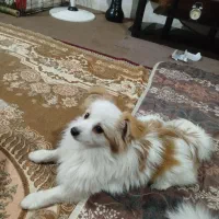 سگهای پامرهشت ماهه سه تانرویک ماده