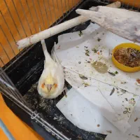 جوجه لوتینو|پرنده|قم, وادی السلام|دیوار