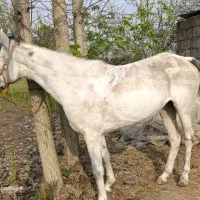 مادیان سال ۸