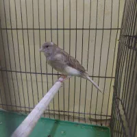 پرنده قناری مست|پرنده|شیراز, درکی|دیوار