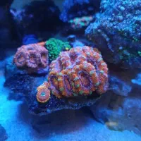 مرجان ایکن رینبو آب شور شقایق..اکواریوم