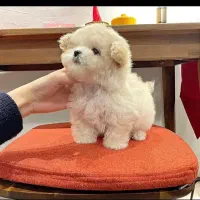 واگذاری پت های رنگارنگ|سگ|شیراز, شهرک گلستان|دیوار