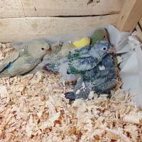 جوجه گرین چیک و برزیلی|پرنده|اهواز, کوی سعدی|دیوار