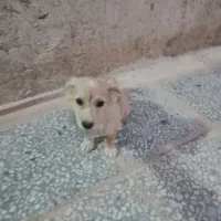 سگ اشپیتز و پاپی و خودمونی|سگ|نی‌ریز, |دیوار