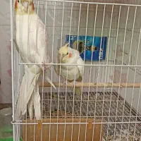 دو جفت عروس هلندی کار داده|پرنده|مشهد, قائم|دیوار