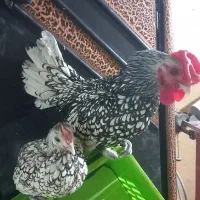 مرغ وخروس سیبرایت