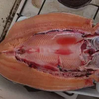 ماهی قزل آلا سایز رستورانی