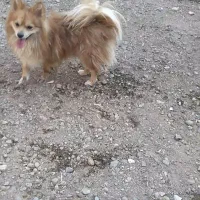 سگ پامر نر