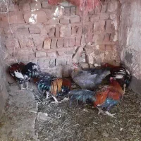 مرغ و خروس گلین بمی اصل|حیوانات مزرعه|ماهان, |دیوار