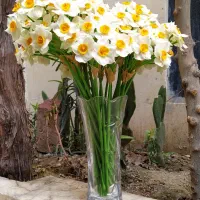 شاخه گل نرگس دکوری